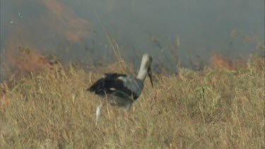 scavenger near fire front