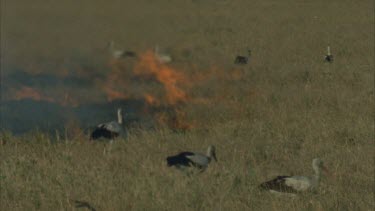 feeding near fire front insects flushed out of fire