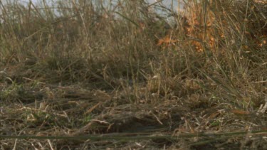 insects fleeing grass fire front flames