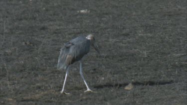 marabou stork scavenges on blackened ground