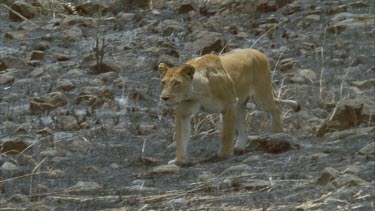 lion runs towards and chases off cheetah across burnt ground