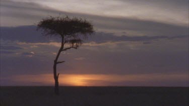 silhouette lone acacia tree on plain
