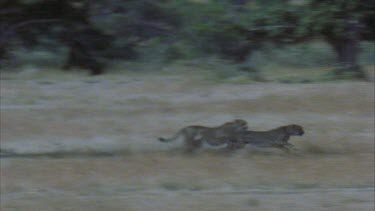 CM0001-AW-0004965 running away being chased by baboons