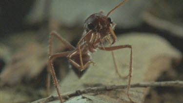 preens antennae to camera then walks out of shot over leaf