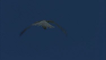 kestrel hovering in sky looking down