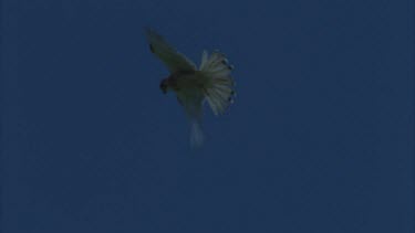 kestrel hovering in sky looking down then stoops out of shot