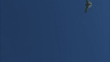 kestrel hovering in sky looking down then stoops towards camera