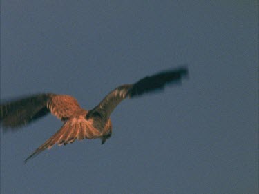 hovering then stoops out of frame