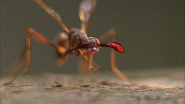 front on view of male with antlers