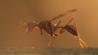 front on view of male with antlers