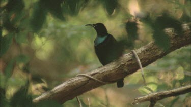 male sits on branch singing