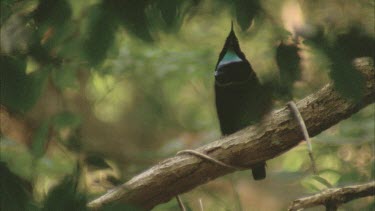 male sits on branch singing displaying
