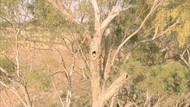 kestrel adult fly out of nest hollow.