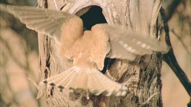 young kestrel stands at nest hollow entrance mouth agape adult arrives with food