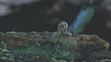 caterpillar crawls away over log