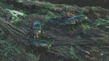three stag beetles on mossy log male tries to lift female