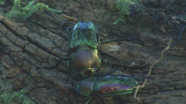 on mossy log male tries to lift female