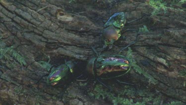 on mossy log male tries to lift other