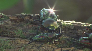 one stag beetle lift smaller other one off ground