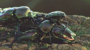 stag beetle lift smaller other one off ground