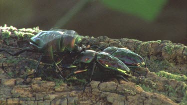 stag beetle lift smaller other one off ground