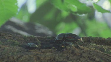 stag beetle lift smaller other one off ground ties to toss of branch