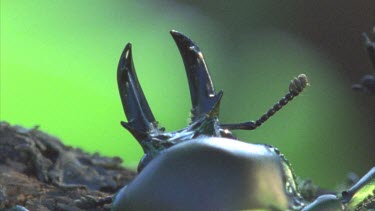 stag beetle horns in foreground then walks