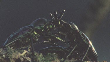 two beetles horns interlocked