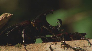 Male Rhino Beetle moving onto back of another Male Rhino Beetle