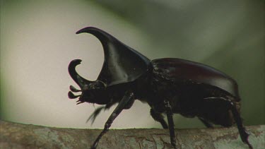 Male Rhino beetle walks along tree branch towards another Male Rhino Beetle they struggle for a bit then go their own way