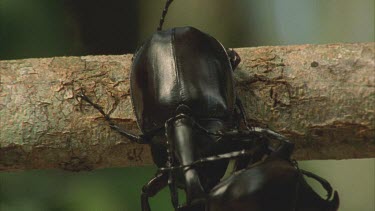 Two Male Rhino beetles struggling on a tree branch they both go their separate ways one beetle crawling on top of the branch the other crawling on the underside of the same branch