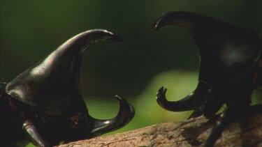 Two Male Rhino beetles in a face off. One moves away.