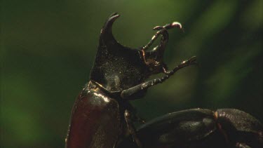 Male Rhino beetle mating with female on a tree branch being interrupted by another male rhino beetle