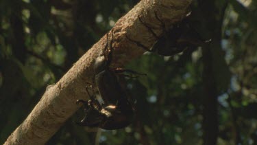 rhino beetles hanging precariously from branch and mating