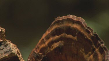 female stag beetle on edge of fungi