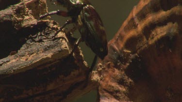 female stag beetle walking on log
