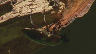 male stag beetle on log