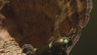 male stag beetle on log