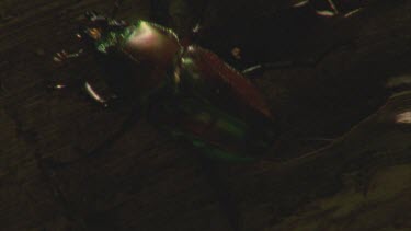 male stag beetle on log opens wings but does not fly