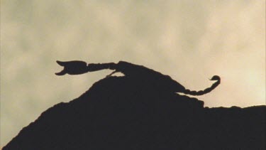 A silhouette of a Scorpion lying on a rock