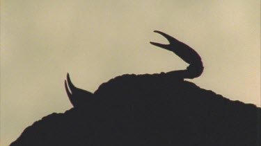 A silhouette of scorpion pincers peeking over a rock