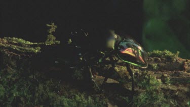 Two Stag Beetles fighting on a log