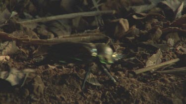 A Stag Beetle crawling on the ground out of frame