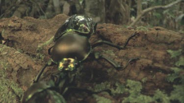 Two stag beetles jousting on a log