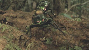 Two stag beetles jousting on a log one beetle flips the other beetle on its back and then flies away