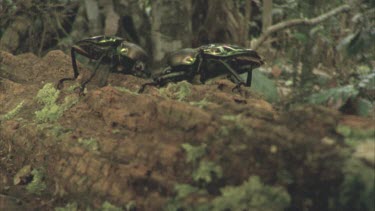 Two stag beetles jousting on a log one beetle flips the other beetle off the log