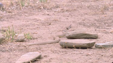 Baby inland Taipan recent hatchling slithers away from camera