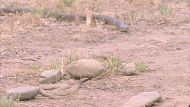 King Brown snake approaches Inland Taipan snake