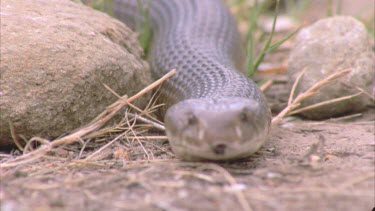 snake slithers towards camera