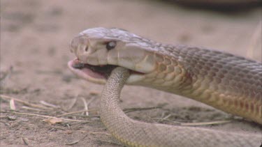 King Brown devouring Inland Taipan Hatchling